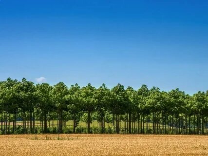 Row tree