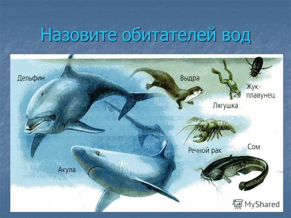дельфин млекопитающий. дельфин белобочка дыхание. организмы обитающие в водной среде. вода и водные обитатели. обитатели водной среды жизни.