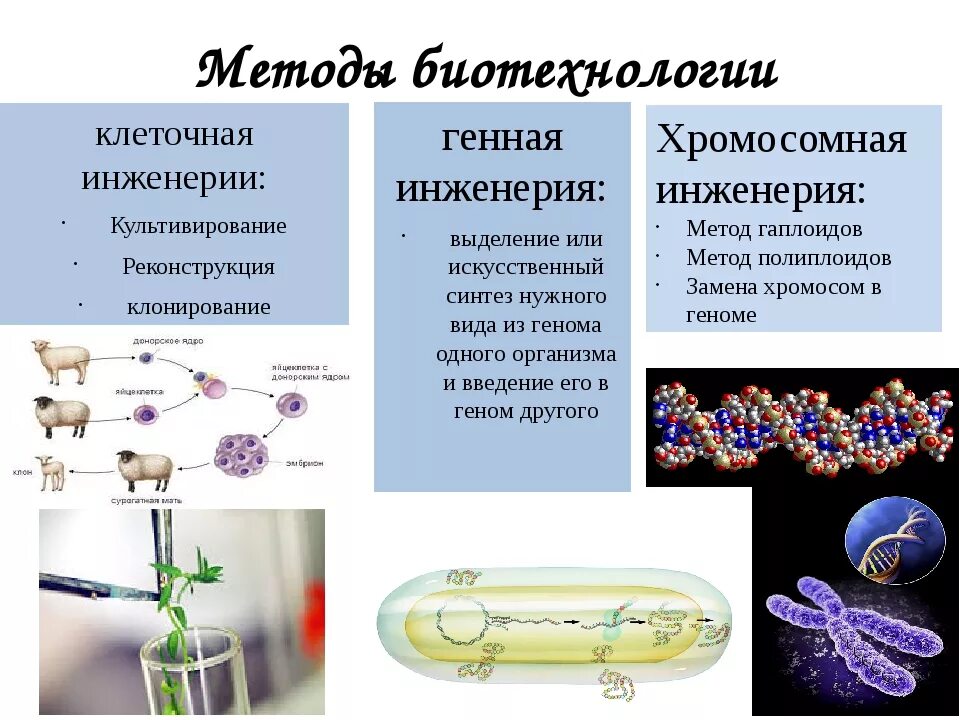 Методы биотехнологии генная инженерия. Методы биотехнологии клеточная инженерия клонирование. Методы клеточной инженерии таблица. Биотехнология генная и клеточная инженерия. Гибриды бактерий