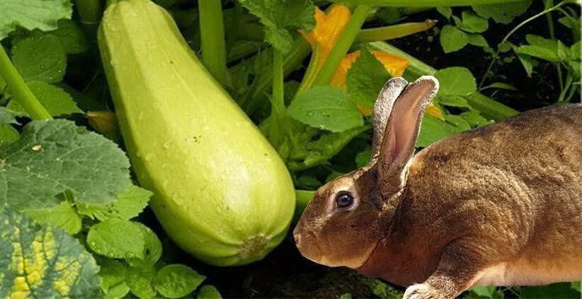 Можно кроликам тыкву. Кролик с кабачком. Кролики едят кабачки. Кролик и огурец. Кролик с баклажанами.