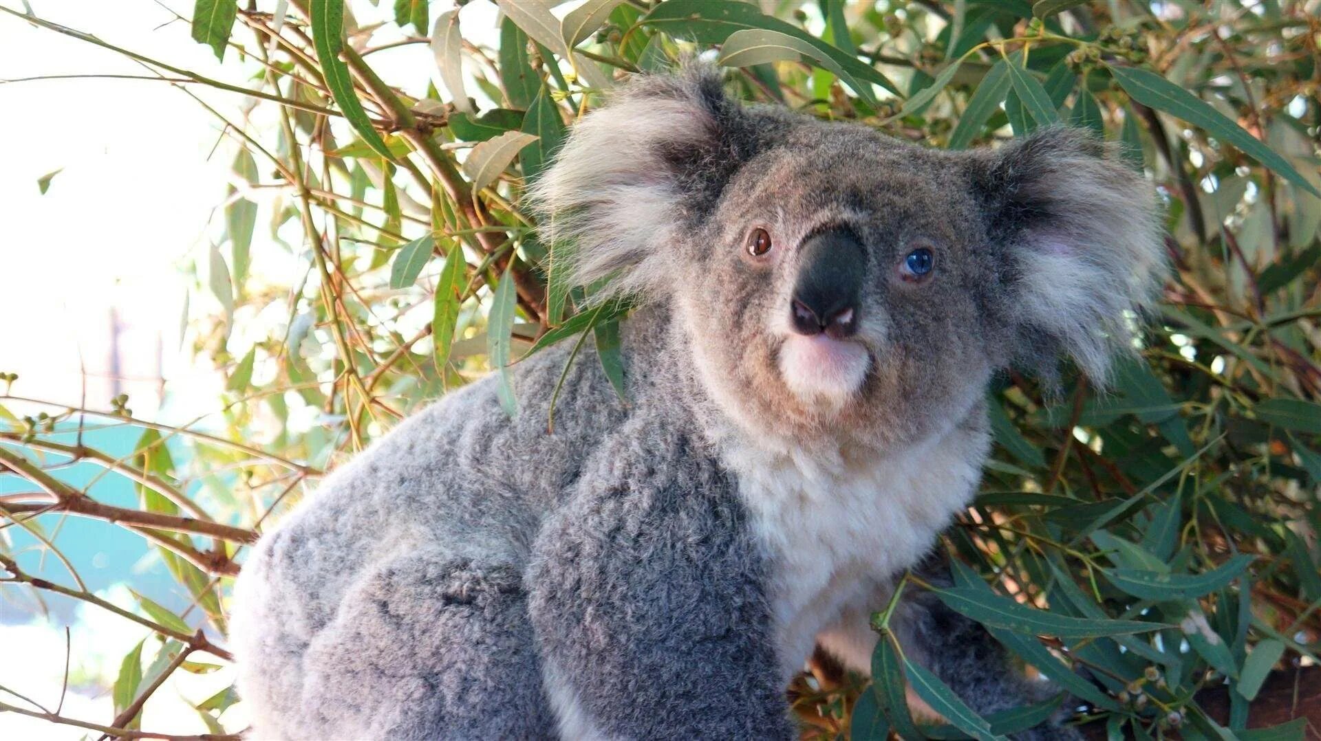 Коала в Австралии. Коала сумчатое. Эндемики Австралии коала. Коала Эстетика. Коала кратко