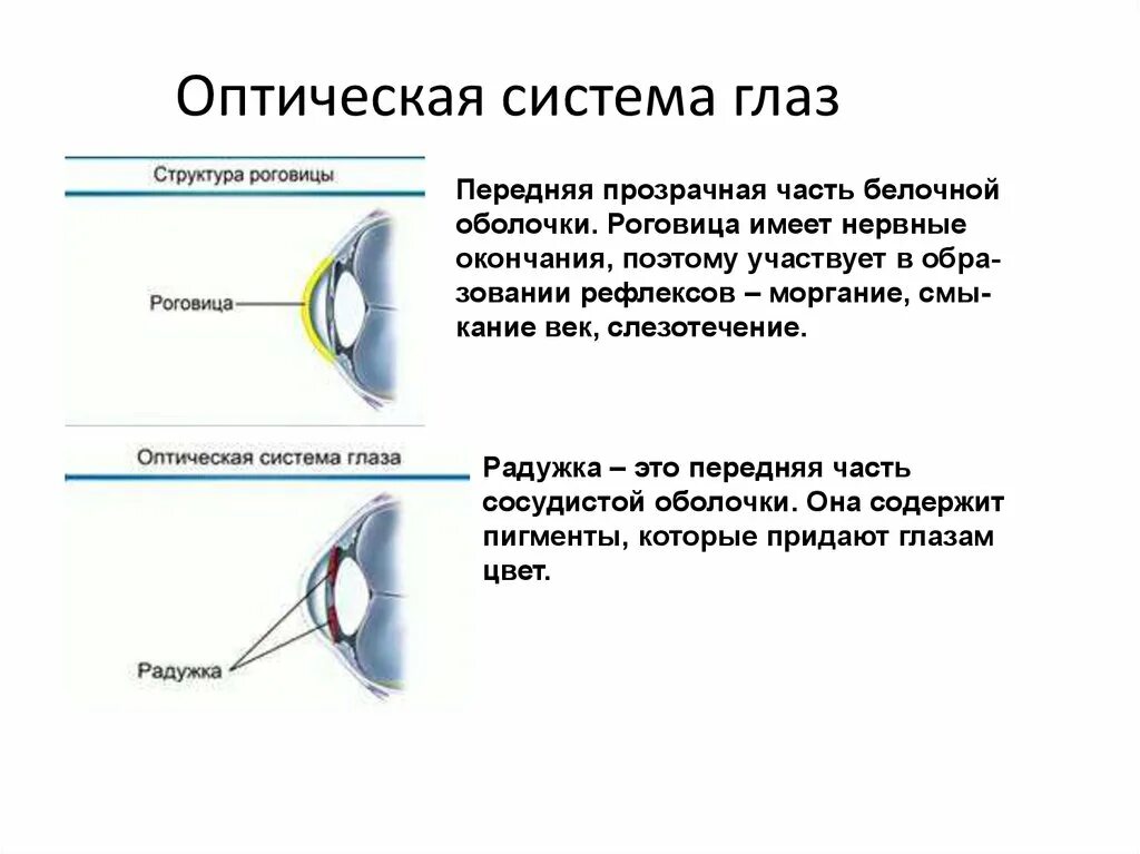 Глаз как оптическая система зрения доклад. Оптическая система глаза строение глаза физика. Схема строения роговицы офтальмология. Строение роговицы глаза. Оптическая роговица строение и функции.