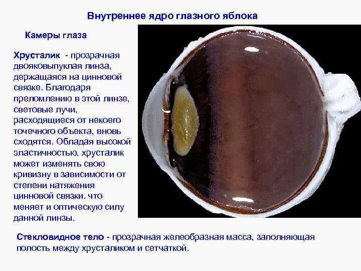 Строение и функции ядрышка клетки. Компоненты клеточного ядра. Строение внутреннего ядра глазного яблока. Строение ядра и функции структуры ядра. Ядрышко строение и функции.