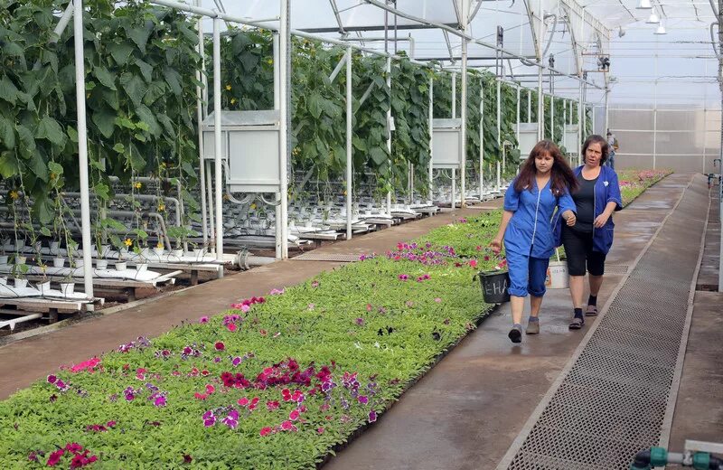 цветы оренбуржья черноречье. ташлинский тепличный комплекс. парниково-тепличный комбинат минск. овощевод тольятти. овощевод оренбург.