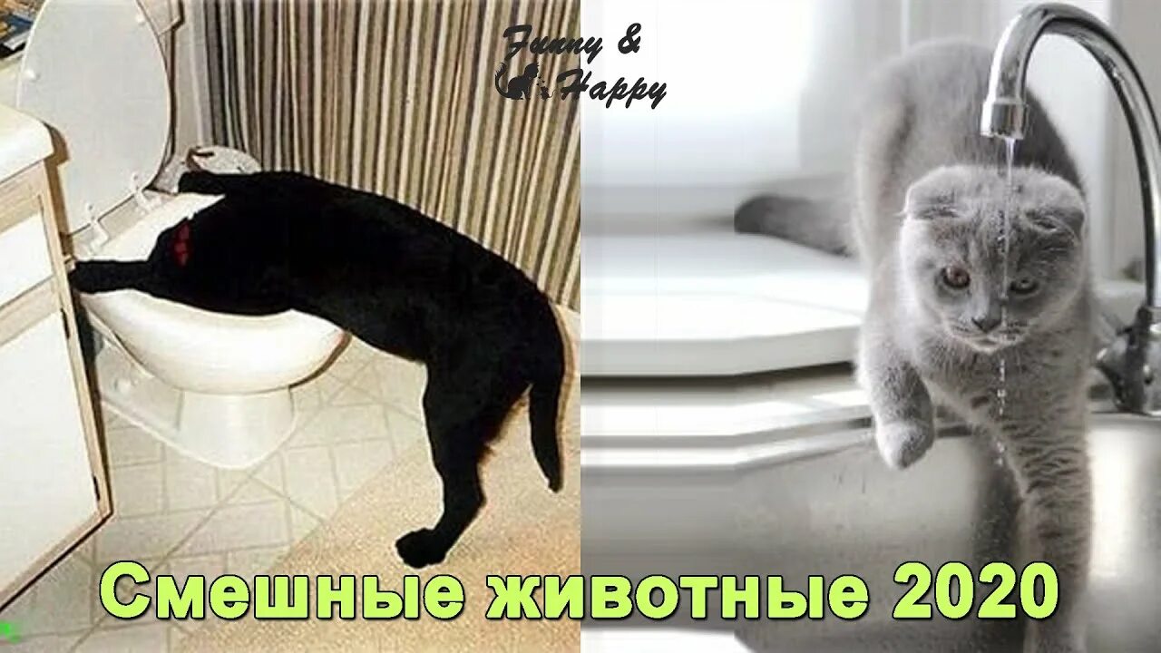 Тик ток про кошек. Смешные коты тик ток. Смешные коты из тик тока. Смешные котики 2020. Весёлый котик из тик тока.