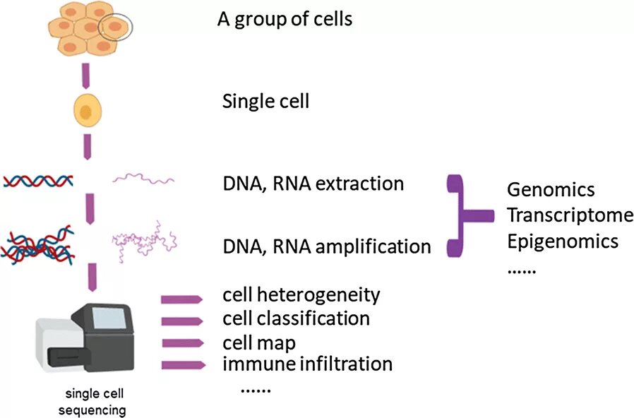 Single Cell sequencing. Single Cell RNA sequencing. Single Cell Analysis. PACBIO секвенирование.