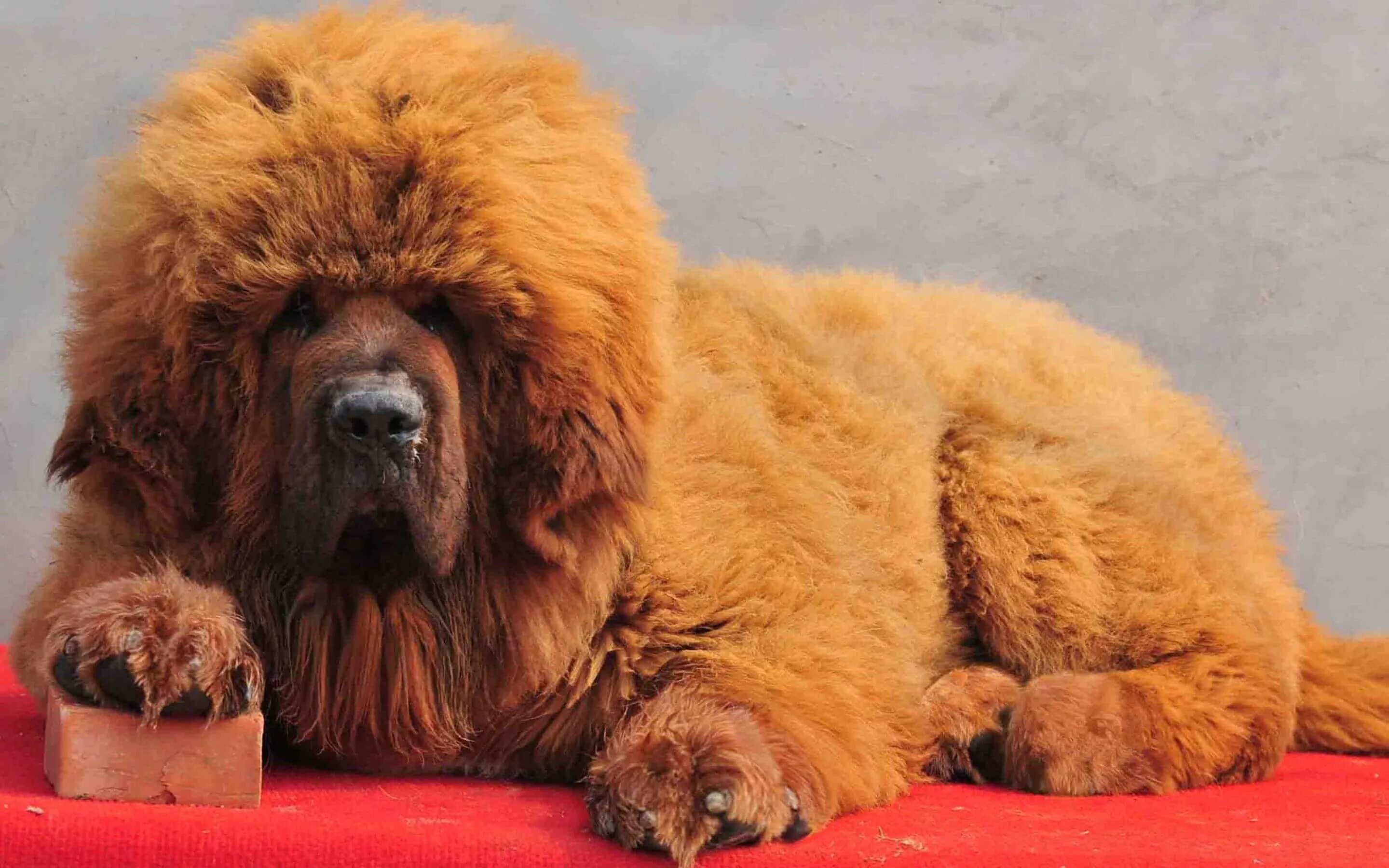 Огромная собака порода. Тибетский мастиф. Собака тибетский мастиф. Собаки породы тибетский мастиф. Мастиф тибетский мастиф.