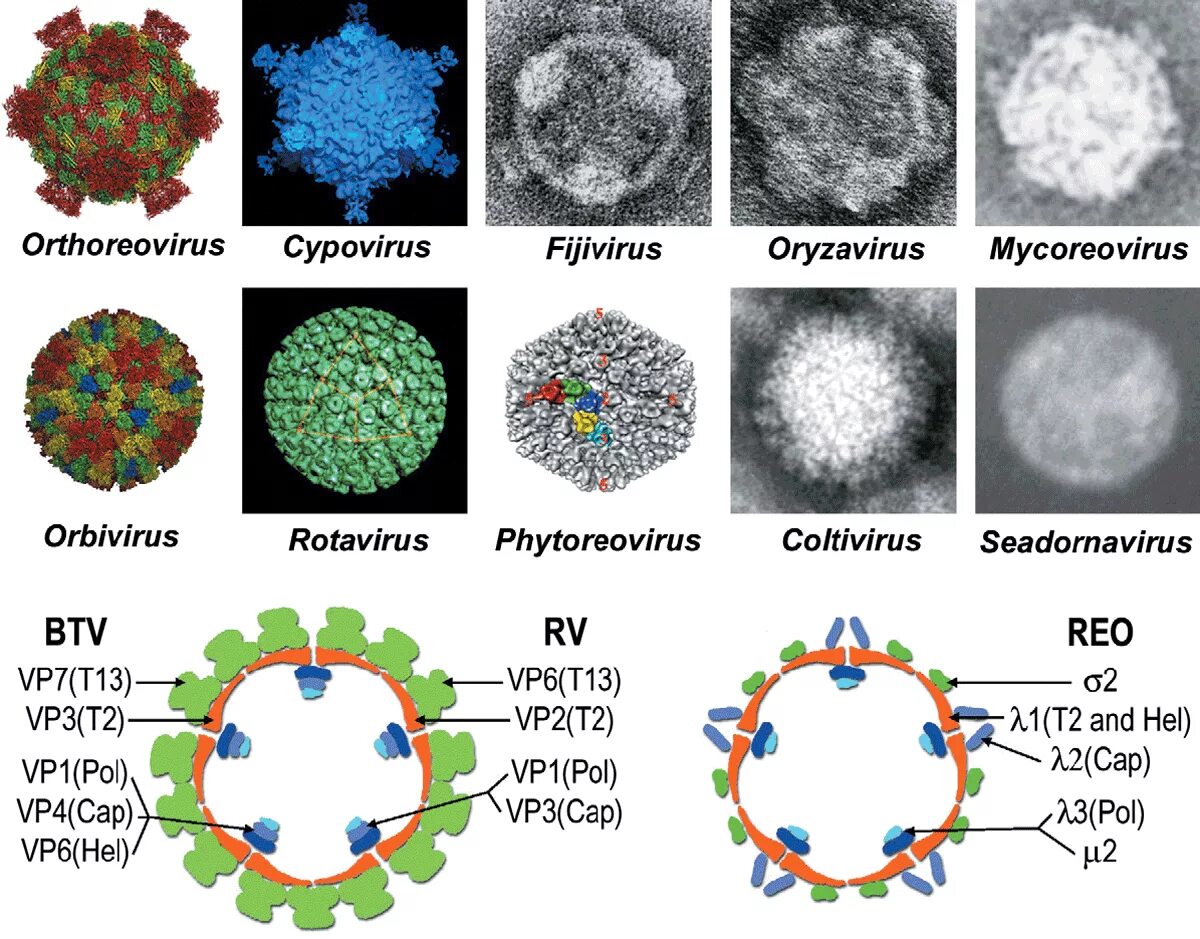 Find viruses. Реовирусы ротавирусы. Респираторные реовирусы. Reoviridae микробиология. Реовирус строение.