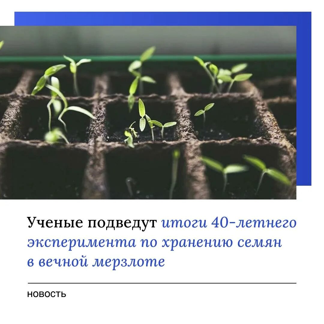 Прорастание семян в чашках петри. Семён учёный котоновости. Семена ученые. Ученые крыма. Семена ученые.