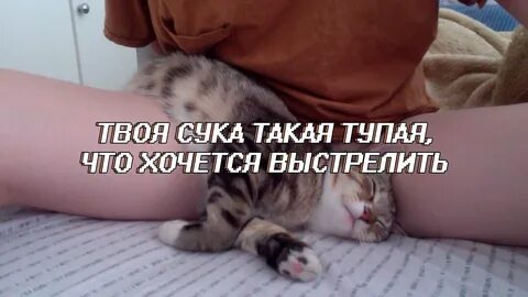 Песня я твоя сука
