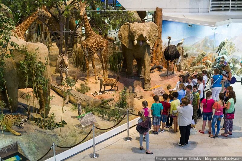 музей с животными самые лучшие. какой парк на территории дарвиновского музея. дарвиновский музей в москве динозавры. какой парк на территории дарвиновского музея. дарвиновский музей экспонаты.