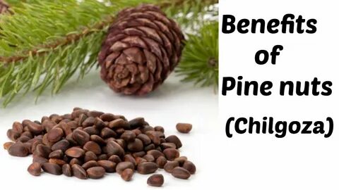Pine перевод