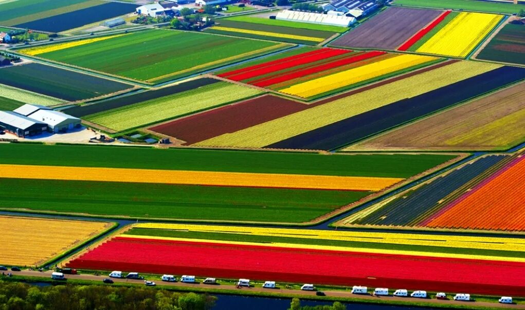 Где тюльпановые поля. Тюльпановые поля в Нидерландах. Тюльпановые плантации в Голландии. Амстердам тюльпановые поля.