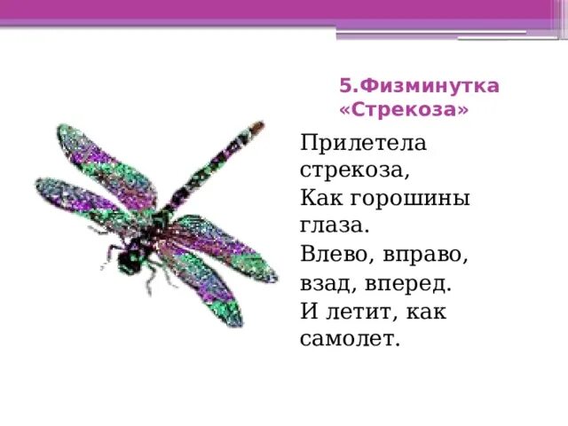 Изумрудная стрекоза. Драгонфлай стрекоза. Зелёные, голобые стрекозы. Проект про стрекозу для детского сада. Летающие насекомые.