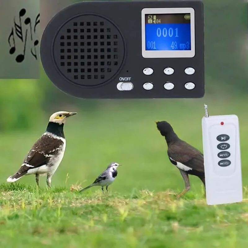 Birds mp3. Звуки птиц. Звуки охоты птиц. Электронная птица.