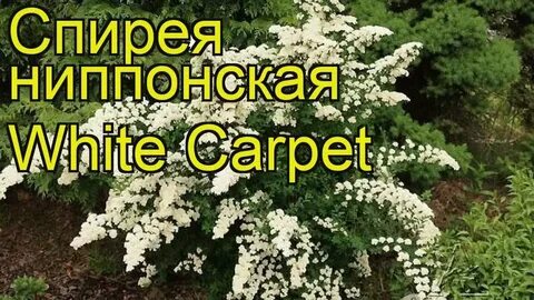 Спирея уайт карпет