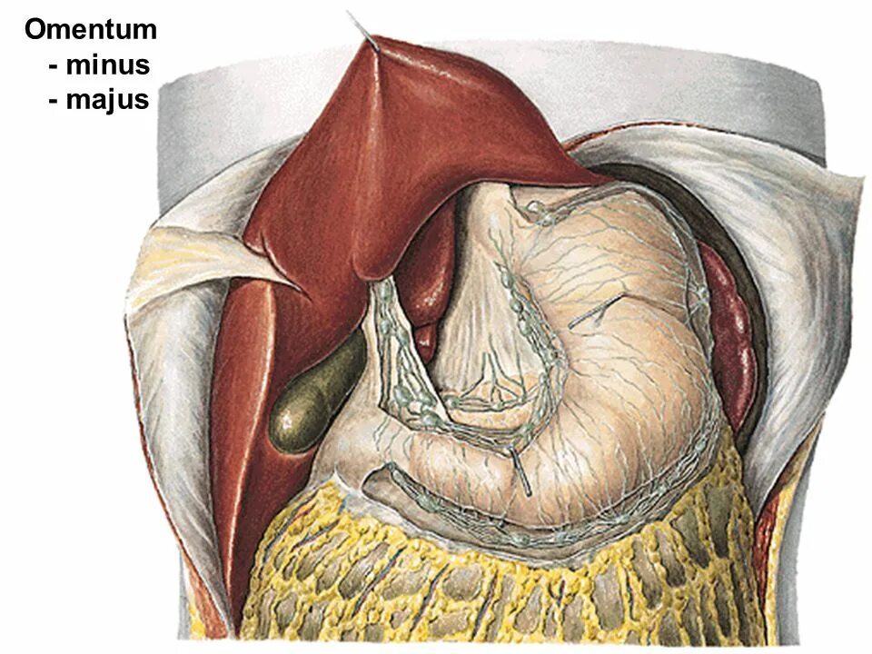 Сальник брюшной полости анатомия. Большой и малый сальник анатомия. Малый сальник и большой сальник анатомия.