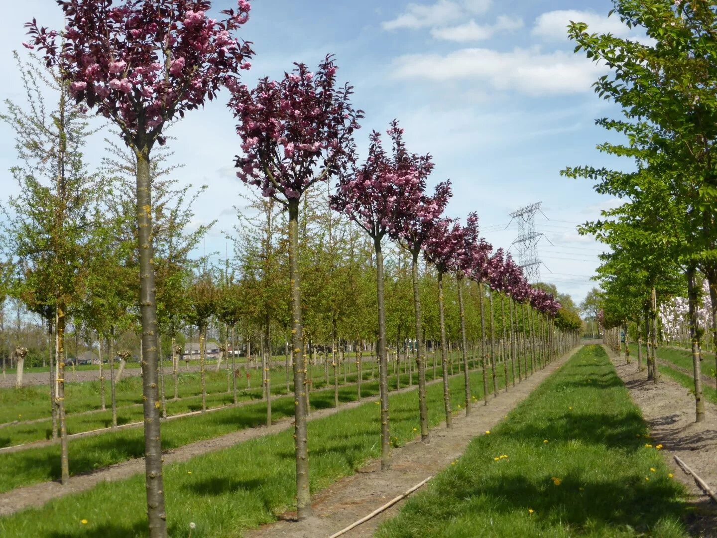 Вишня мелкопильчатая Royal Burgundy. Вишня мелкопильчатая (Prunus serrulata Royal Burgundy). Вишня Роял бургунди. Вишня мелкопильчатая Роял бургунди Prunus serrulata Royal Burgundy. Сакура роял бургунди