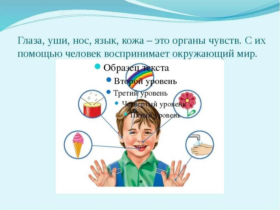 Как человек воспринимает красоту. Органы чувств человека. Органы чувств для детей 3 класса. Презентация для детей органы чувств. Дошкольный Возраст на тему органы чувств.