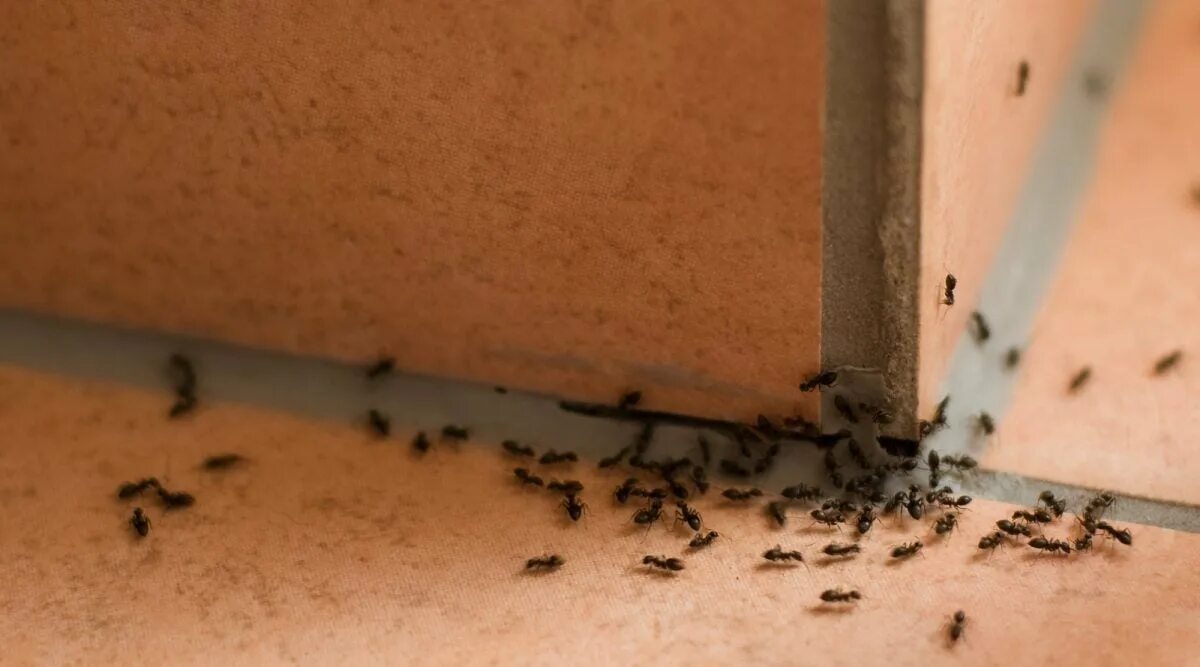 Как избавиться от мелких муравьев в доме. Муравьи домашние мелкие. Гнездо муравьев в квартире. Гнездо домашних муравьев. Муравьиное гнездо в квартире.