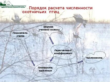 Численность птиц