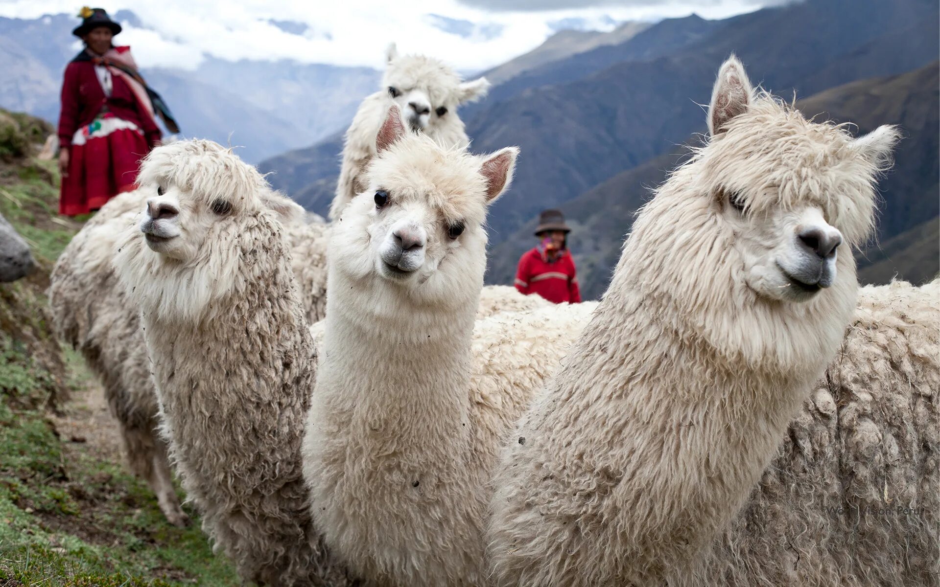 Лама и альпака. Перу лама альпака. Лама альпака гуанако. Альпака Южная Америка.