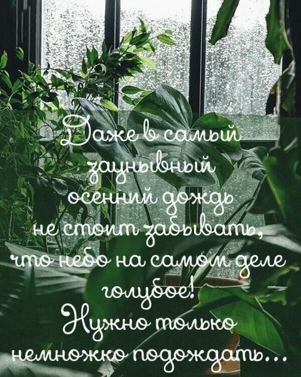 Хорошей погоды в душе. Доброе дождливое утро. Ссдобрым дождливый утрои. Сдобрыйм дождливым утро. Доброе дождливое утро хорошего дня.