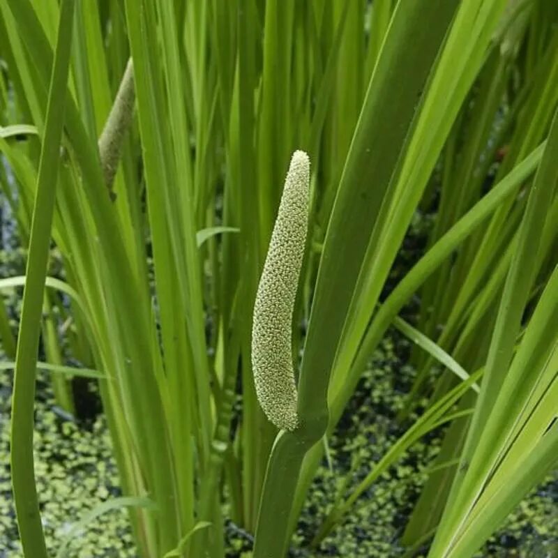 АИР обыкновенный - Acorus Calamus. АИР болотный (Acorus Calamus). Акорус Каламус. АИР обыкновенный болотный. Покажи аир