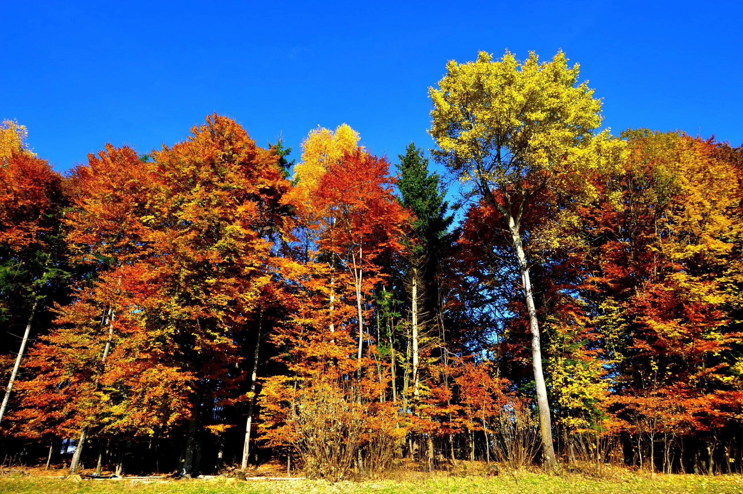 Картинка времена года осень. Осенний лес. Природа осень. Осень в лесу. Времена года осень.