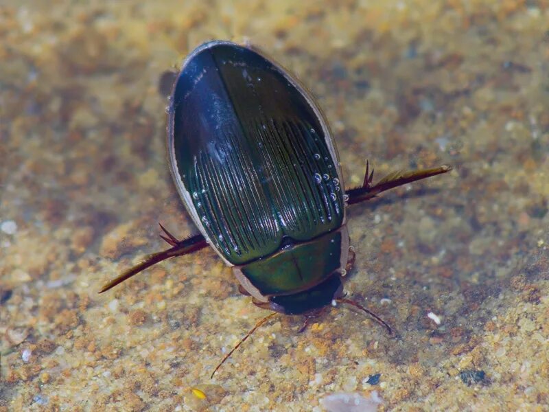 жучки в воде. жука-вертячки gyrinus. водяной жук-плавунец. личинка вертячки gyrinidae. личинка жука водолюба.