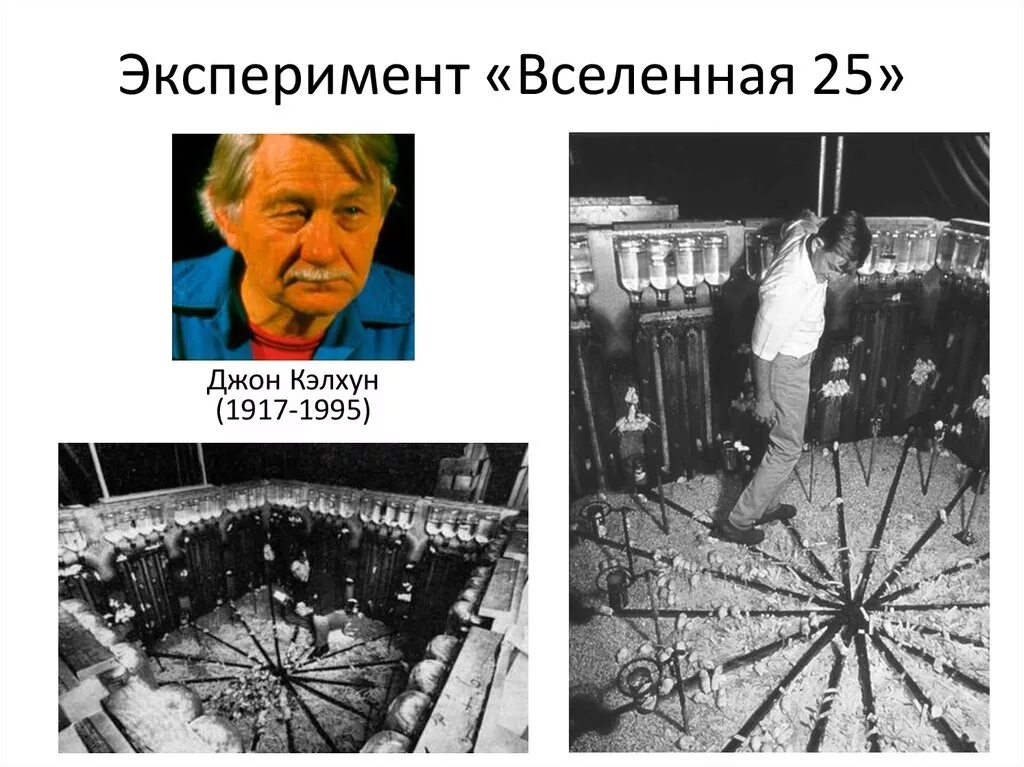 Джон Кэлхун эксперимент. Джон Кэлхун мышиный рай. Вселенная 25 эксперимент мышиный рай. Джордж Кэлхун эксперимент 1968. Эксперимент с крысами в идеальных