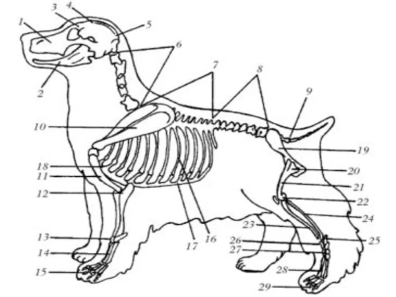 Строение собаки. Строение млекопитающих. Внутреннее строение млекопитающих. Внутреннее строение собаки. Внутреннее строение млекопитающих рисунок