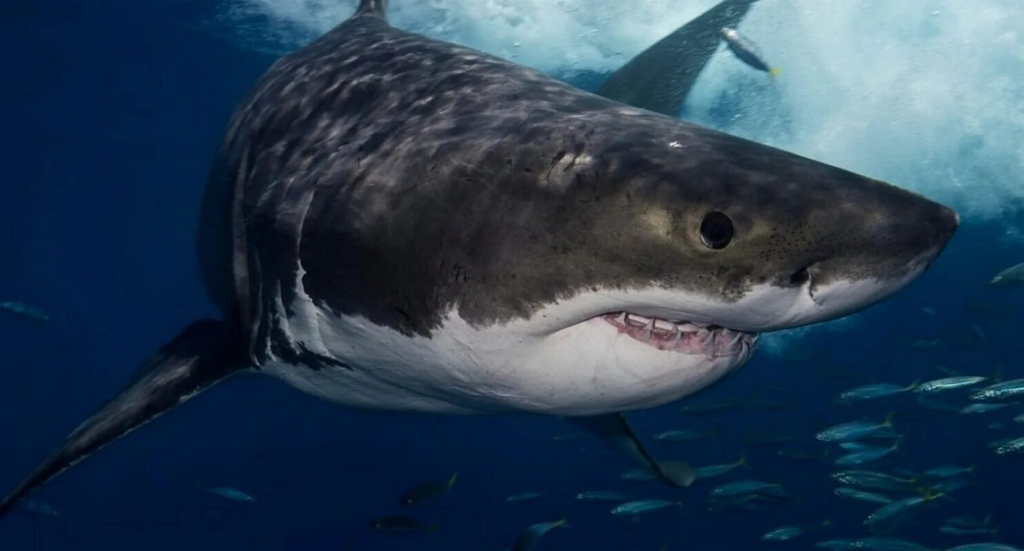 Ламнообразные. Ламнообразные. Ламнообразные. Гигантская акула (basking shark). Акула акула мако.