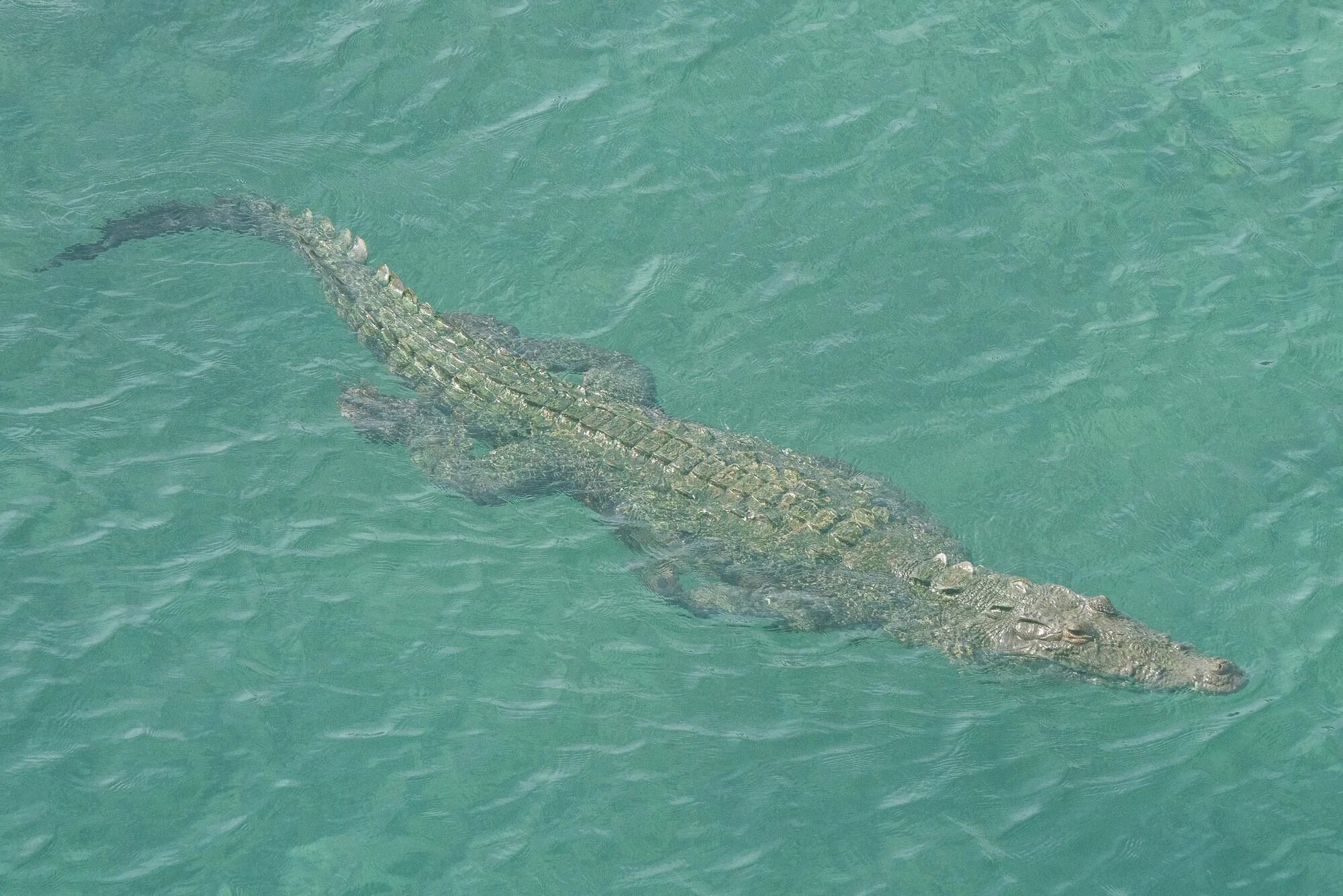 Крокодилы на шри ланке. Морской гребнистый крокодил. Морской крокодил (Crocodylus porosus). Австралийский гребнистый крокодил морской. Гребнистый крокодил Шри Ланка.