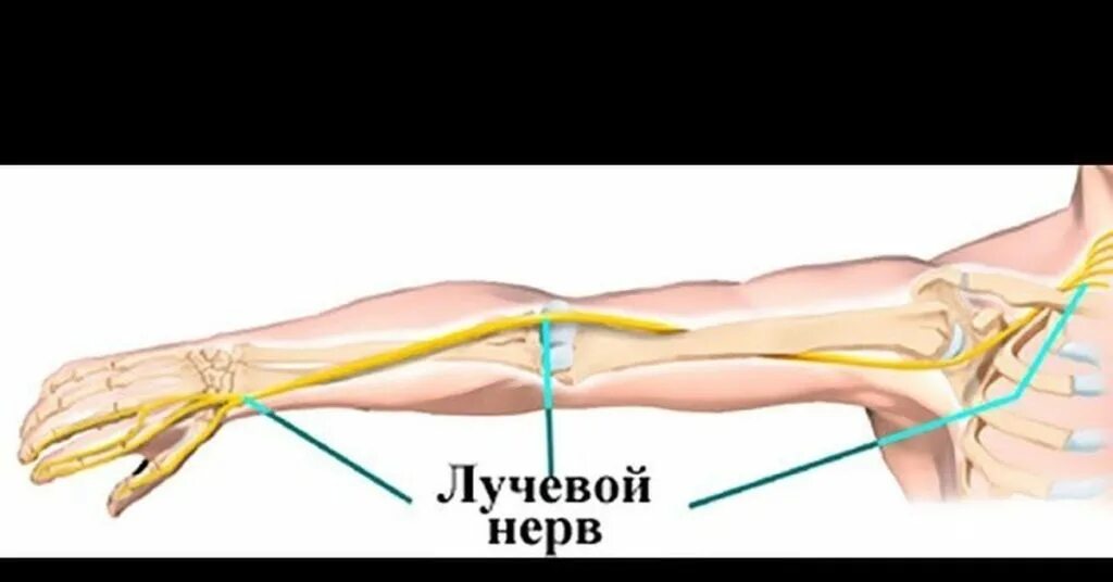 Левый лучевой нерв