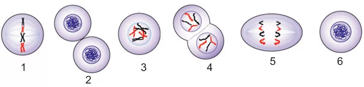 Порядок этапов деления клетки. Деление клетки 6 класс биология. Этапы деления клетки. Последовательность деления клетки 5 класс биология. Действия деления клеток