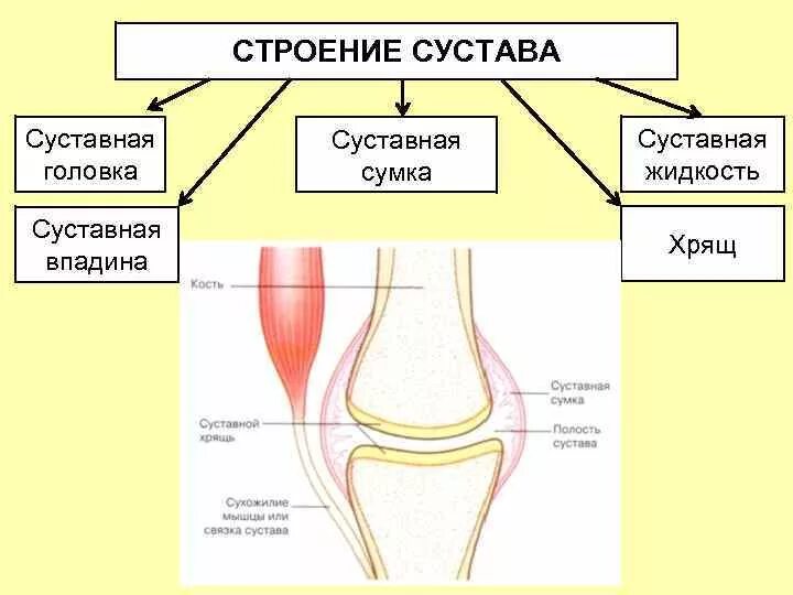 Какие структуры сустава обозначены цифрами. Схема сустава анатомия. Зарисовать строение сустава. Схематическое строение сустава. Строение сустава суставная головка.