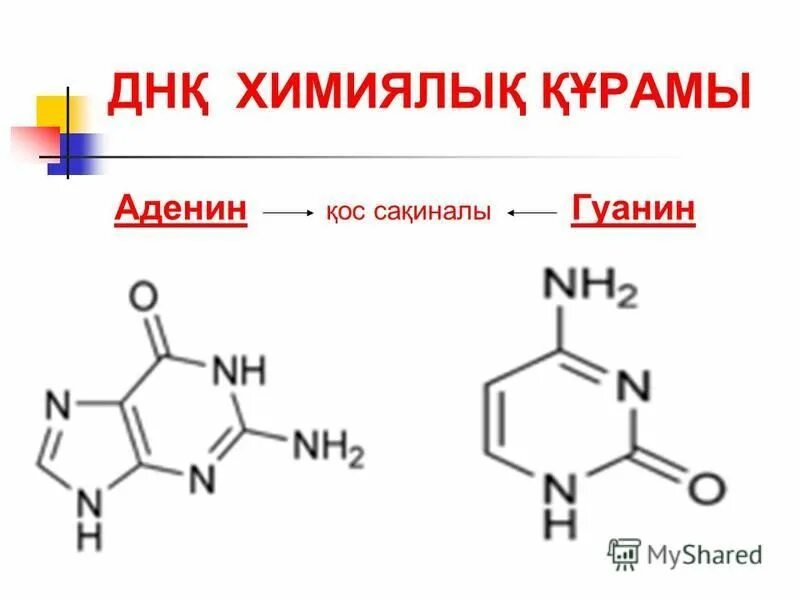 гуанин входит в состав