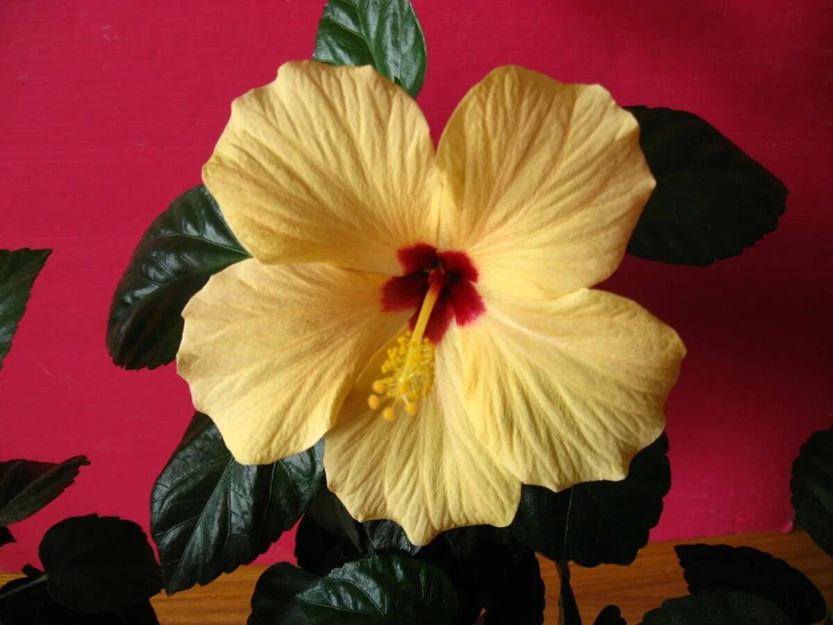Как размножить комнатный гибискус. Гибискус синенсис. гибискус columbine yellow. королевский гибискус цветок.