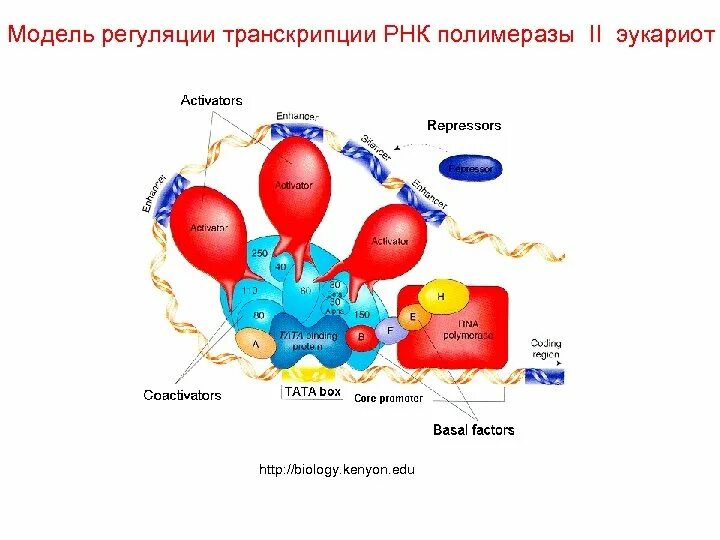 Присоединение рнк полимеразы к гену. Строение рнк полимеразы эукариот. транскрипционные факторы рнк полимеразы 2. рнк полимераза эукариот строение. схема адаптивной регуляции транскрипции у эукариот.