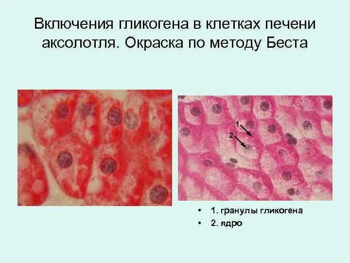 Включения гликогена в печени аксолотля. Включения гликогена в клетках печени аксолотля препарат. Жировые включения в печени аксолотля. Клетки Лейдига кожи аксолотля.