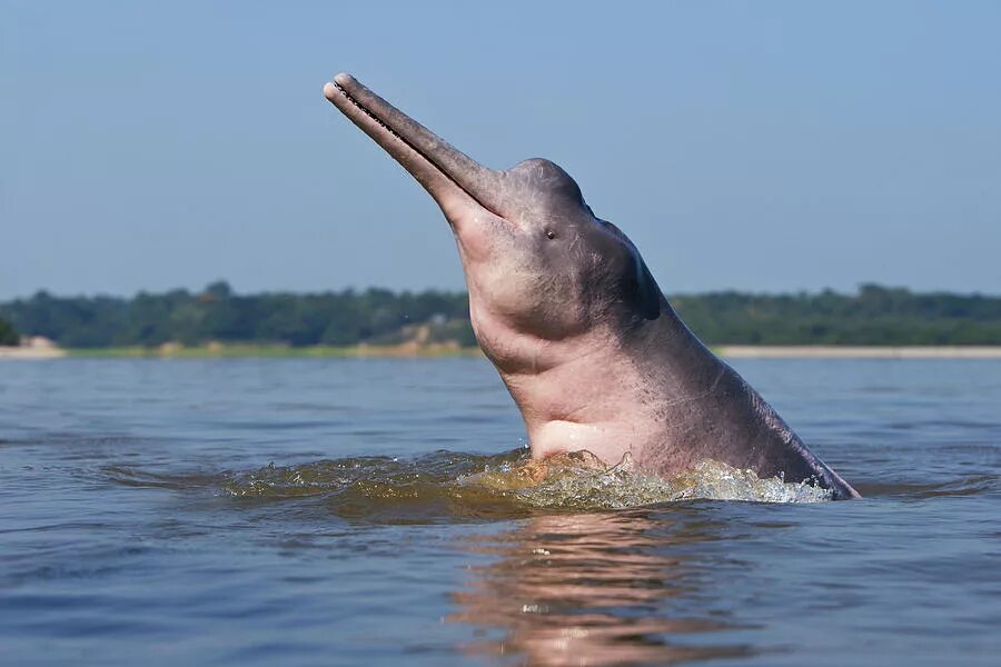 Амазонский дельфин 4. Розовый Дельфин амазонки. Речной Дельфин. Речной Дельфин иния. Амазонский Дельфин.