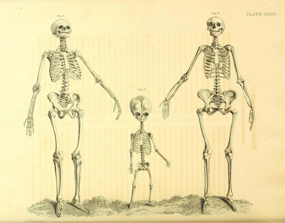 Строение мужского скелета. Женский скелет. Скелет мужчины и женщины. Скелет мужчины и женщины отличия. Мужской и женский скелет