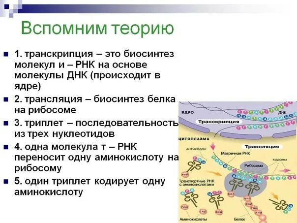 Последовательность транскрипции трансляции