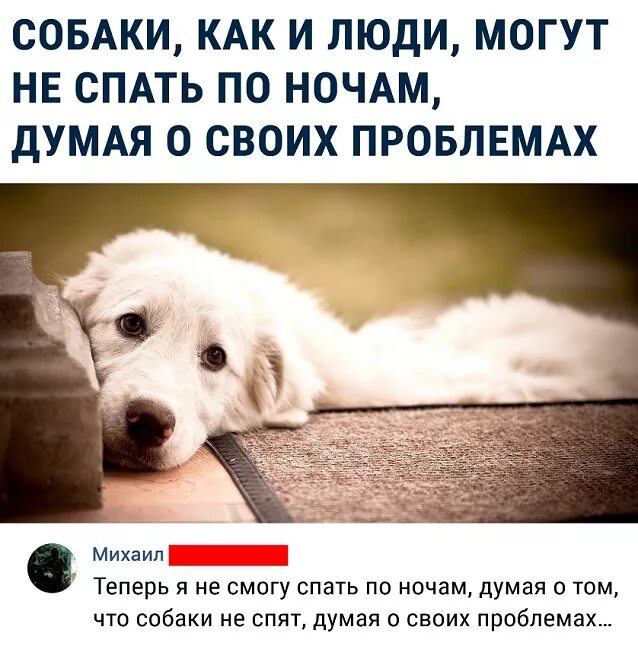 Щенки цитаты из песен