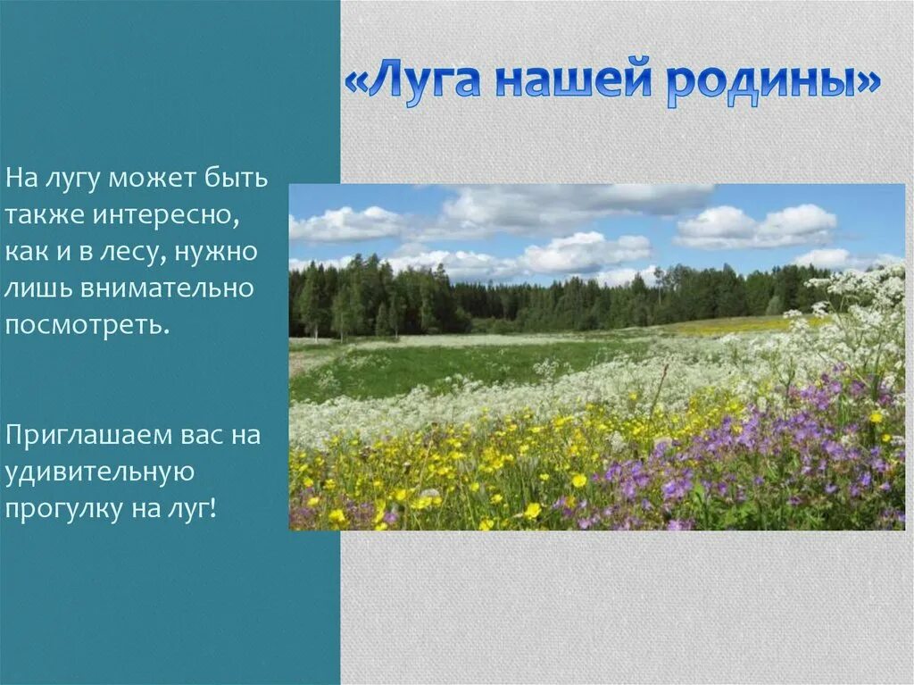 На лугу можно увидеть. Леса и Луга нашей Родины. Лес и Луга нашей Родины. Презентация наши Луга. Леса и Луга нашей Родины презентация.