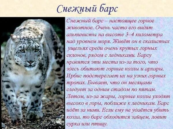 Ирбис список мсоп угрожаемых видов хищных. Снежный барс ирбис красная книга. снежный барс ирбис красная книга краткое описание. снежный барс ирбис доклад. снежный барс красная книга рассказ.