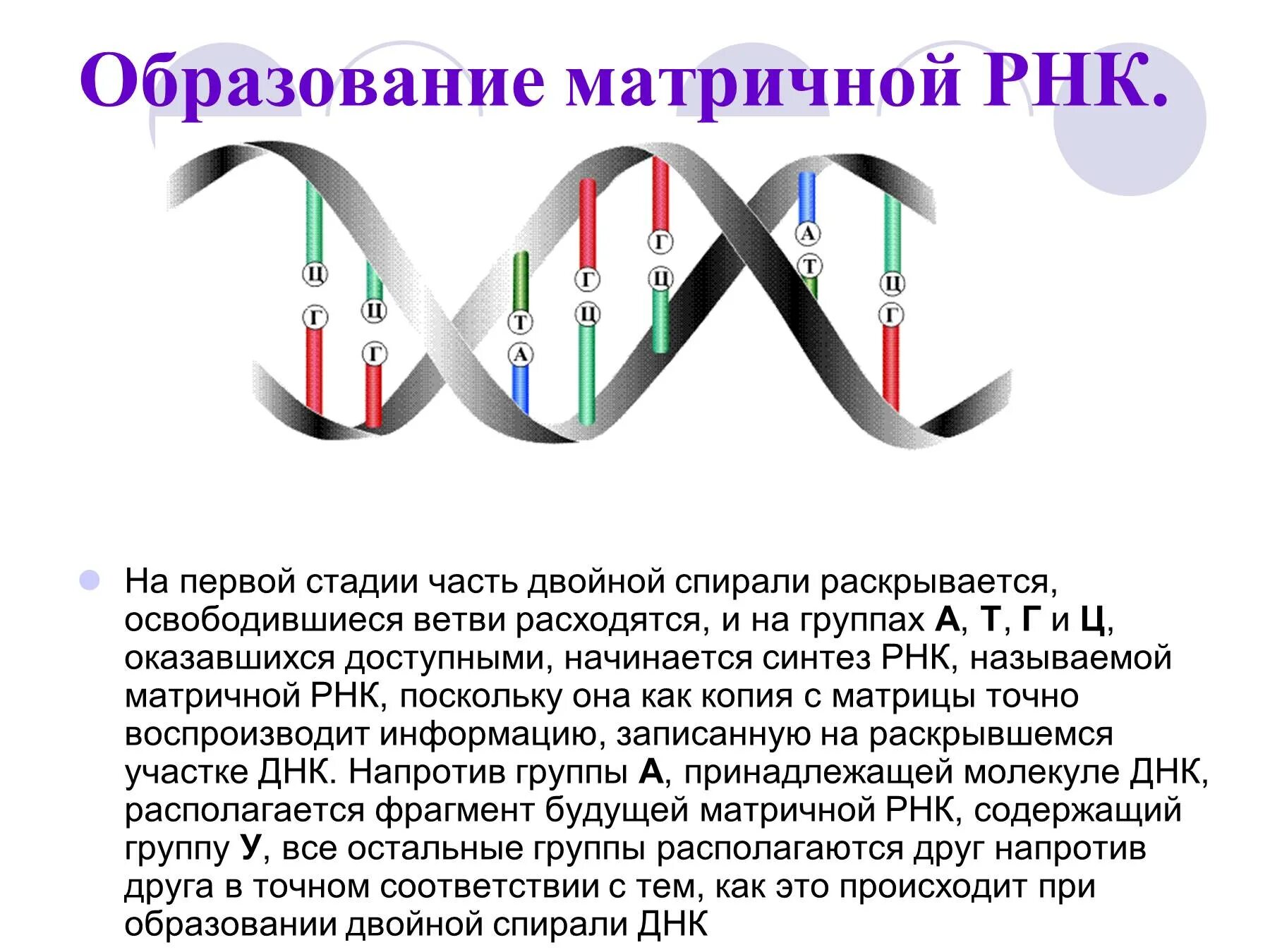 Образование рнк происходит