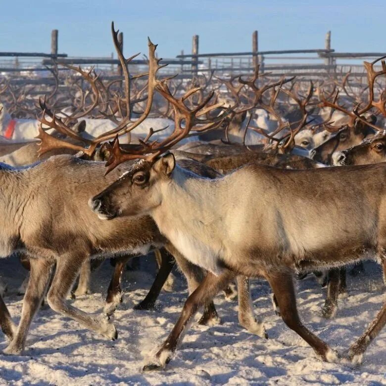 оленеводство в тундре. оленеводство на севере. ямал тундра ненцы. ханты манси оленеводы. ненцы оленеводы.