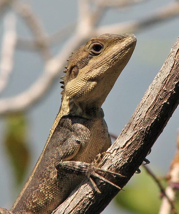 Reptiles mammals. Сиамский крокодил. Умственно отсталая рептилия. Жилатье.